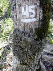 Lobaria-pulmonaria_1